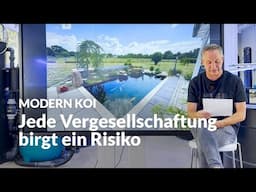 Vergesellschaftung Innenhälterung mit Teich | Modern Koi Blog #7440