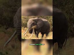 🌍 We're Back in Africa! 🏍️🐘