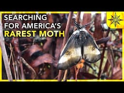 Searching For America's Rarest Moth