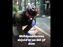 stråleskildpadde