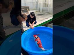 Worlds Largest and Best Japanese Koi Fish! 😳 #koi #fish #japan