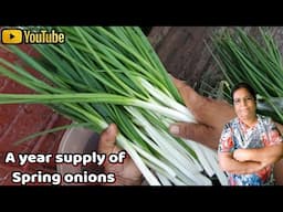 I bought bunches of Spring onions to last me a whole year. How to preserve Spring onions.