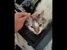 CPU (Cat Processing Unit) is making these weird noises. What to do??
