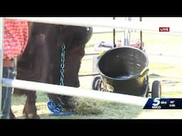 WATCH: Clyde the Bison outside Paycom Center ahead of Game 5 of NBA Finals