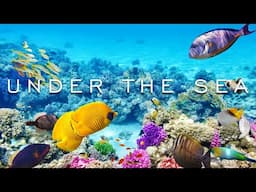 Soothing Music with Coral Reefs & Schools of Marine Fish