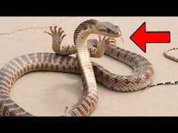 Strangest Mutations That People Actually Saw With Their Own Eyes!