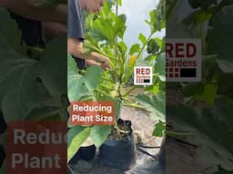 Reducing Plant Size #courgette #zucchini #growbags #polytunnel #pruning