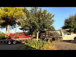 Thriving Moreten Bay Fig in the Central Valley, Ficus macrophylla