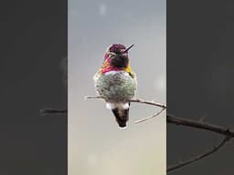 Rare find - hummingbird building a nest using spiderwebs 🕷️🕸️🪺 #hummingbird
