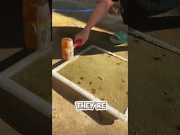 So Beautiful 😍 #satisfying #shorts #shortsfeed