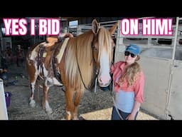 THIS HANDSOME GYPSY/PAINT GELDING CAUGHT MY EYE AT THE AUCTION!!!