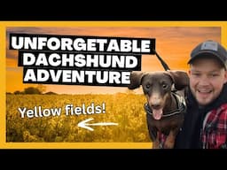 Epic Run Through The Yellow Fields With My Dachshunds