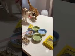 feeding my cats 😸