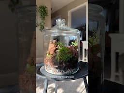 Creating a self sustaining terrarium and a 6 month update #terrarium #plantcaretips
