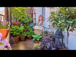 Shade Container Garden Haul: Bare Root Perennials & Summer Bulbs