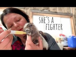Teeny Tiny Goat Struggles to Survive - Triumph and Loss on Alaska Homestead