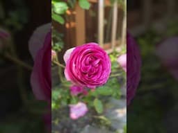 I planted a dream, and it finally climbed 🌹🌹🌹#rose #climbing
