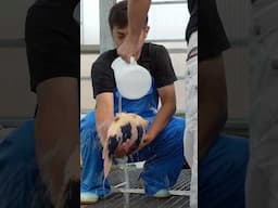 Process of Making Japanese Koi 🐟😮 #koi #fish #fishfarming