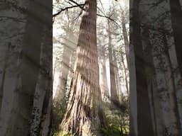 redwood forest Unreal Engine 5.5.4 render #megascans  #gamedevelopment #unrealengine5