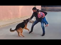 When your dog becomes a guardian whenever you need