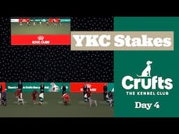 YKC Stakes Final and Presentation - Group Judging | Crufts 2025