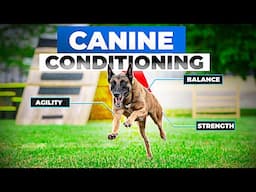 Canine Conditioning and Fitness | Erica Boiling Interview