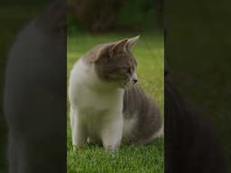 FRYHORN CAT TV