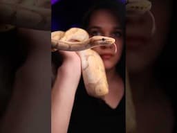 What a beautiful snake! #snake #ballpython #reptie