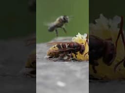 Hornet and honeybees