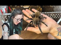 Burrow COLLAPSES on poor Bella!.. Rehousing Mimi my sweet Aphonopelma anax!
