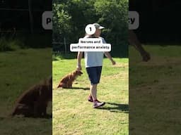 Common mental challenges in dog agility