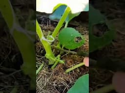 #vertical farming #growing lauki at home and unexpectedly happened with lots of fruit #gourds #farm