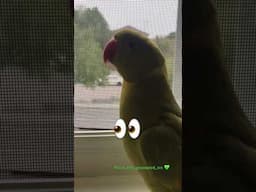 Happy Friday 😊 #talkingparot #birds #parrots #shorts #pets