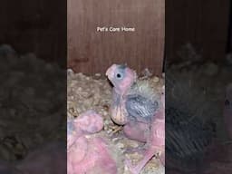Cockatiel Chicks 🐣 Update | #shorts #youtubeshorts #birds #cockatiel #lovebirds #viralvideo