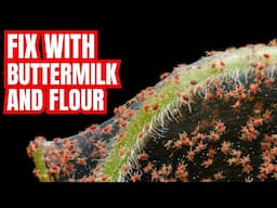 KILL SPIDER MITES & APHIDS How To Keep Your Garden Healthy