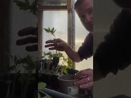 How To Fix Stretched And Leggy Tomato Plants #tomatoes #gardenhacks #gardening #reels #shortvideo