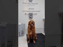 THE MOST DOG-FRIENDLY HOTEL IN CANADA?! 🐶 #dogtravel #dogfriendly #hotels