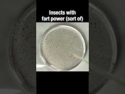 Insects have fart power... sort of