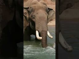 Pool Season - Cincinnati Zoo #shorts