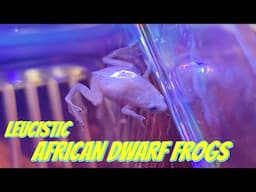 I bought LEUCISTIC AFRICAN DWARF FROGS!!