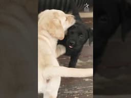 WCC #Shorts: Enjoy the last #PressPlay for a #BetterDay of May! #FurTheLoveOfVeterans