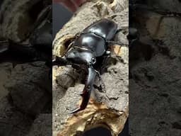 Rhaetulus crenatus crenatus Taiwan  origin