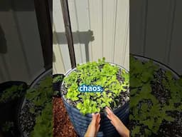Our chaos bed surprised us with some special Radishes... #chaosgardening