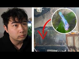 Betta fish survives house fire | Fish Tank Review 305