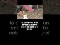Gato intrépido enfrenta a un gran perro