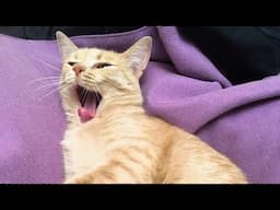 😂 Funniest Cats Videos 😺🐶 || 🥰😹 Hilarious Animal Compilation №689