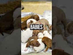 YourRAGE’s puppies were hungry! 😂