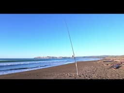 Fish & Feed Gisborne New Zealand