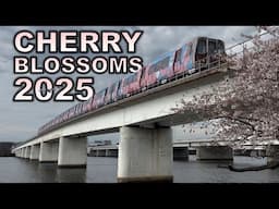 DC’s Cherry Blossom Train is Back!