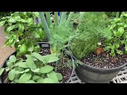Herbs First!  Growing Herbs In Containers